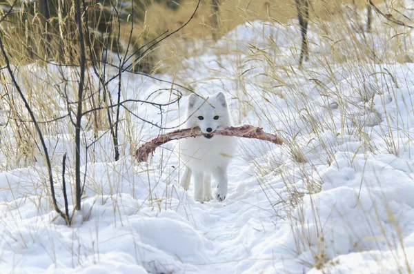 北极狐狸白冬期 — 图库照片