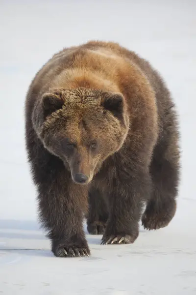 Brown Bear Walks Across Frozen Pond — Stock Photo, Image