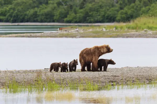 Braunbär mit Jungen — Stockfoto