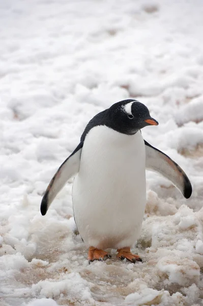 Пингвин Gentoo стоит на снегу — стоковое фото