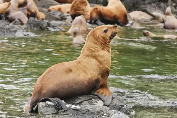 Cute Sea Lions Lying Rocks Water — Stock Photo, Image