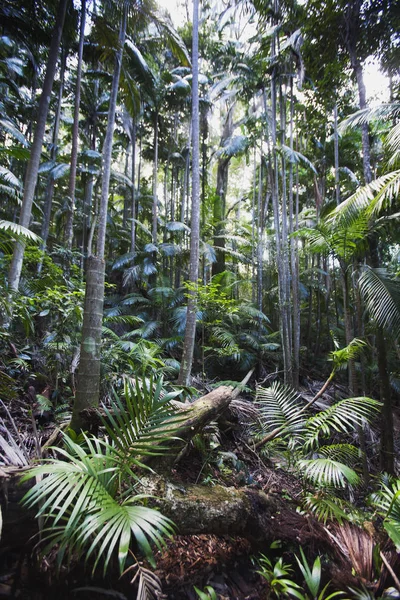 Bosque lluvioso semi-tropical en el parque nacional —  Fotos de Stock