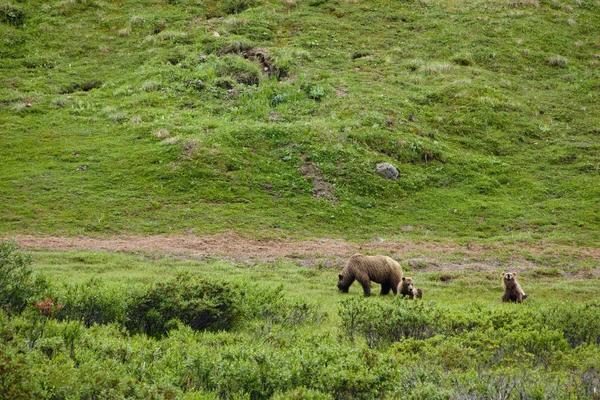 Niedźwiedź brunatny Sow z Cubs — Zdjęcie stockowe