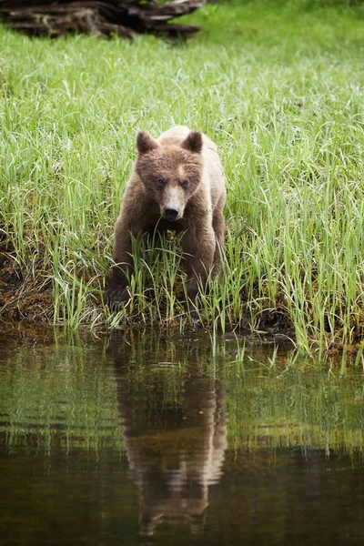 Grizzly bear about to drink water — Stock Photo, Image