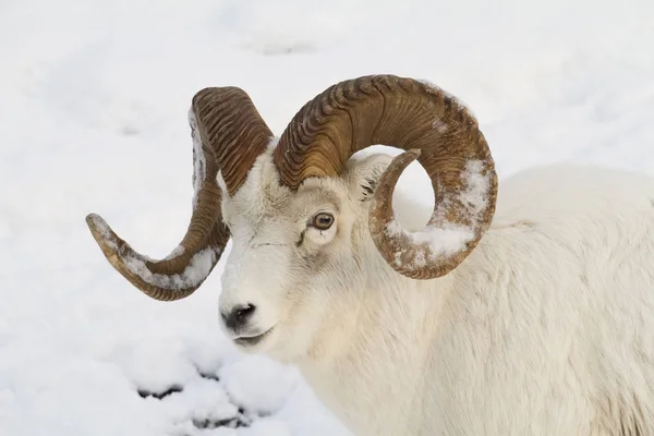 Dall Sheep Ram With Snow On Its Horns — Stock Photo, Image