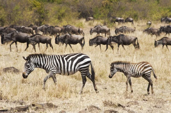 Zebras e gnus na grama — Fotografia de Stock