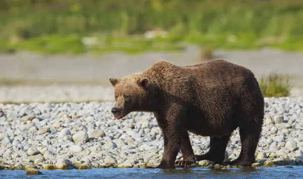 Brown bear walking — Stock Photo, Image