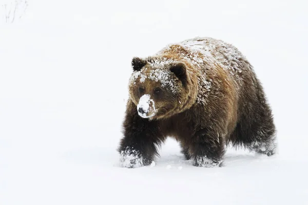 Female Grizzly walking in snow — Stock Photo, Image