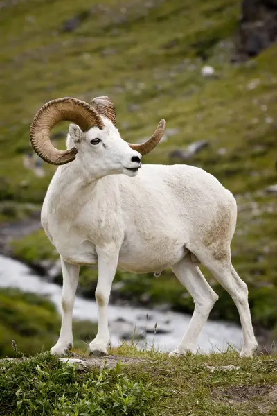 Dall Ram Permanent Wilde Natuur — Stockfoto