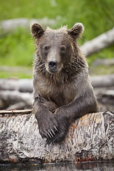 Brown Bear Rests On Fallen Log — Stock Photo, Image