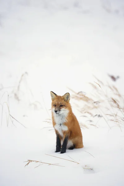 Rode vos in de sneeuw — Stockfoto