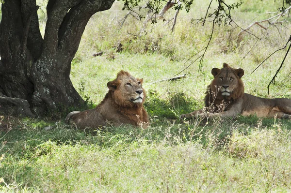 Due leoni giacevano — Foto Stock