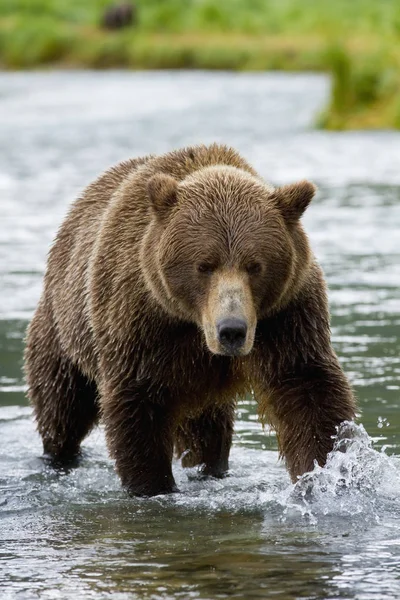 Καφέ αρκούδα κυνηγώντας σολομού στο λιμάνι της γεωγραφικής — Φωτογραφία Αρχείου