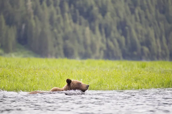 Grizzly bear zwemmen in water — Stockfoto