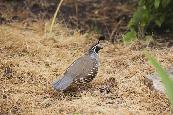 Codorniz macho y hembra — Foto de Stock