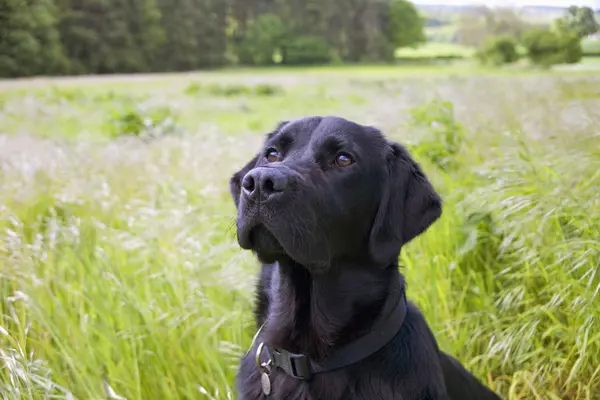 Fekete Labrador Retriever a hosszú fűben — Stock Fotó