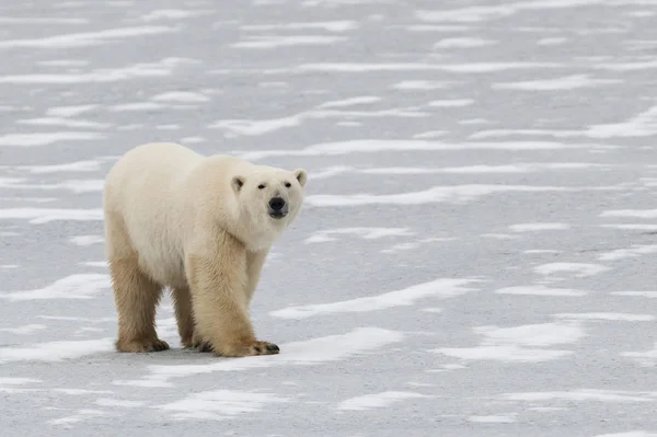 Ours polaire dans la neige — Photo