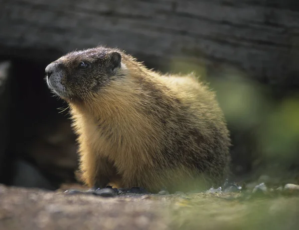 Marmota de oro en el bosque — Foto de Stock