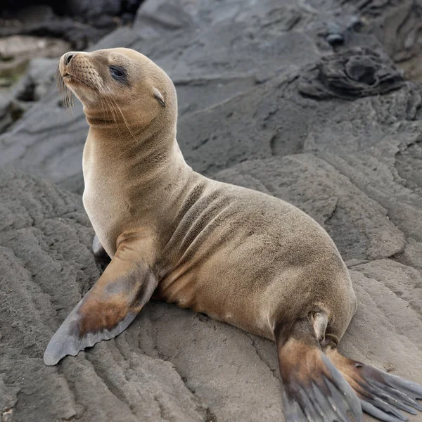 Fur Seal  Sitting On Rock — Stock Photo, Image