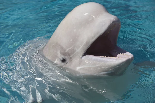 Balena beluga in cattività — Foto Stock