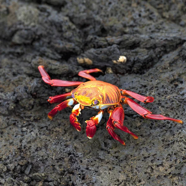 Crabe des pieds légers Sally — Photo