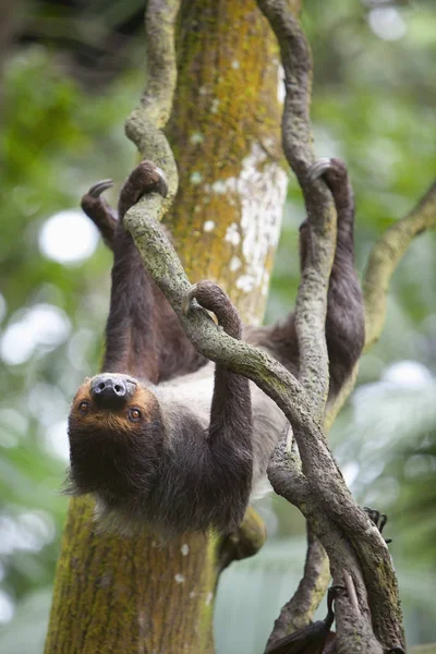 Sloth Slowly Moves — Stock Photo, Image