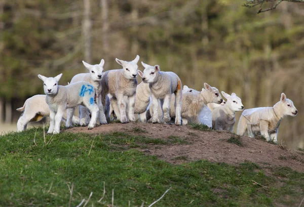 Group Of Lambs On The Top Of A Hill — Stock Photo, Image