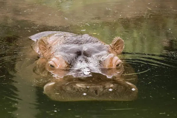 水面上川カバ — ストック写真