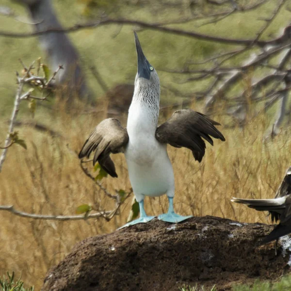 Blaufüßiger Tölpel — Stockfoto