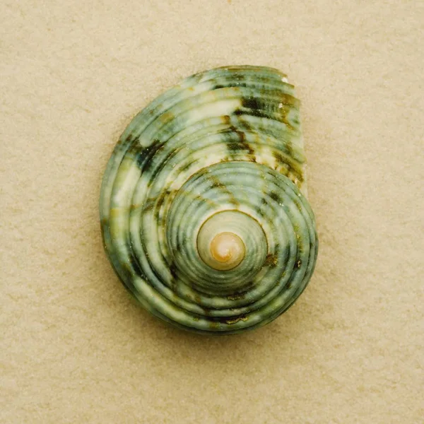 Small colorful Seashell — Stock Photo, Image