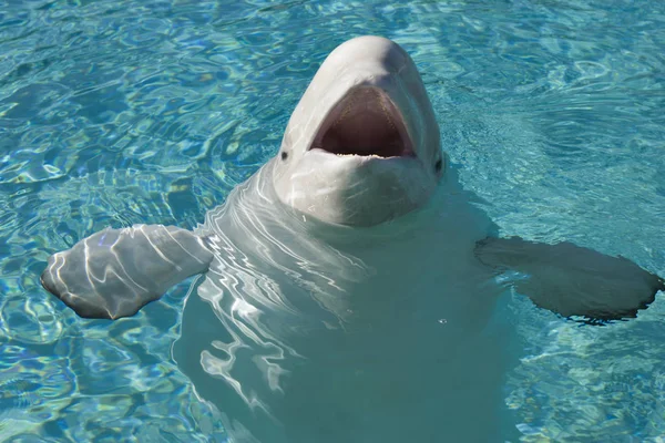 Beluga Whale In Captivity — Stock Photo, Image