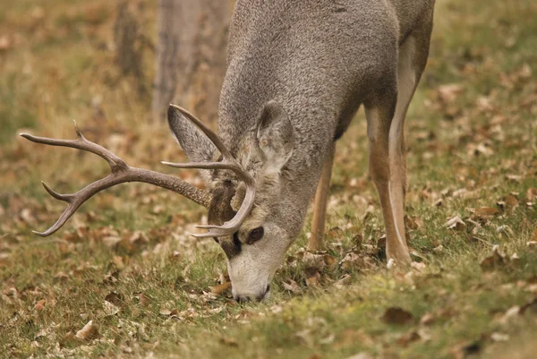 Mule Deer Buck Grazing On Grass — Stok Foto