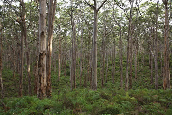 Karri träden i skogen Boranup — Stockfoto