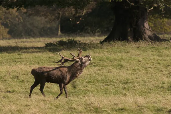 Cerfs debout dans le champ — Photo