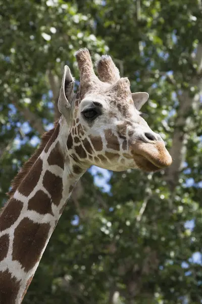 Giraffe Head And Face — Stock Photo, Image