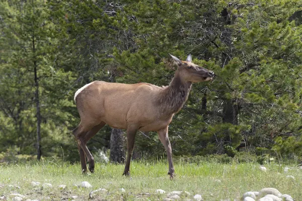 Un wapiti au bord de la forêt — Photo