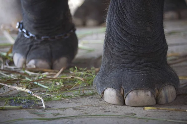 Elephant Feet standing — Stock Photo, Image