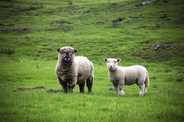 Schafe und ein Lamm, England — Stockfoto