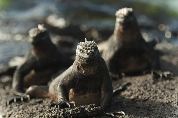 Meeresiquanas auf Sand — Stockfoto