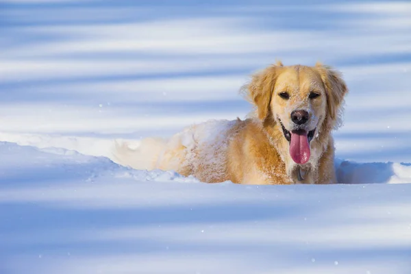 Hond spelen In diepe sneeuw — Stockfoto
