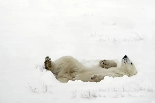 Kutup ayısı yalancılık aşağı — Stok fotoğraf