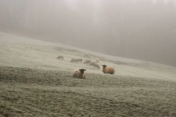 Owce na mroźny trawa we mgle — Zdjęcie stockowe