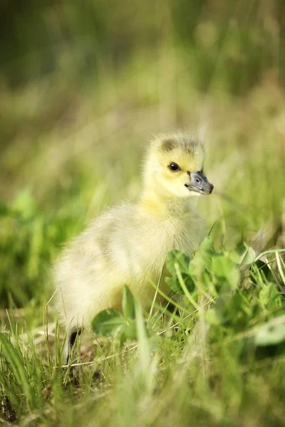 Gosling stojący na zielonej trawie — Zdjęcie stockowe