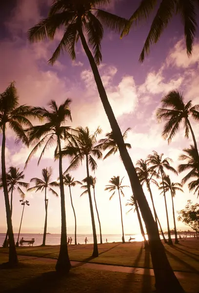 Palm Trees And Yellow Sunset Sky — Stock Photo, Image