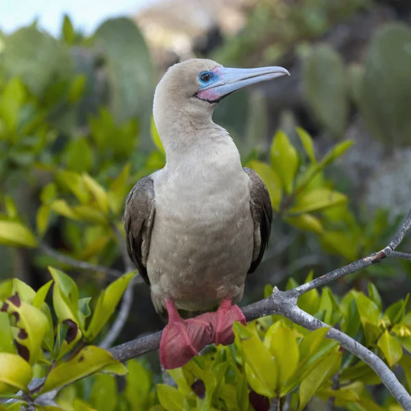 Red-Footed Booby — Stock Photo, Image