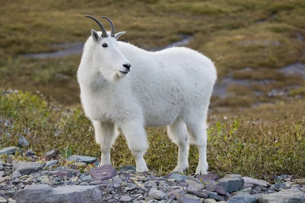 Mountain Goat outdoors — Stock Photo, Image