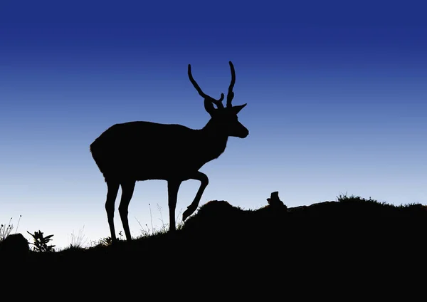 Silhouette Of Deer On Hilltop — Stock Photo, Image