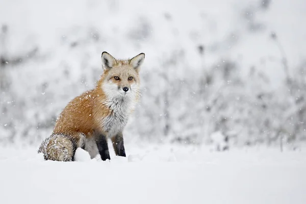 Fox sitting in snow — Stock Photo, Image