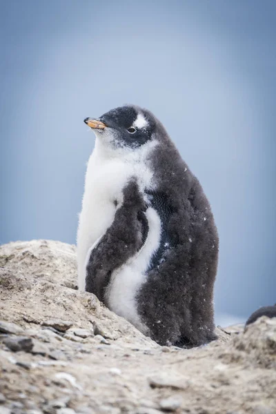 Gentoo penguin chick — Stock Photo, Image