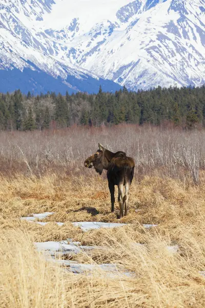 Gevangenschap bull moose — Stockfoto
